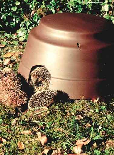 Hedgehog Dome with Insulated Base